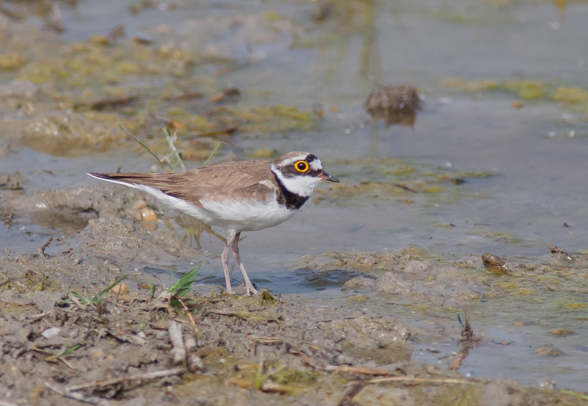 2008-05-28 pikkutylli; Little Ringed Plover; Neusiedlesee Austria; copyright Timo Havimo.jpg