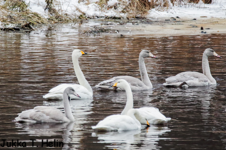 Laulujoutsen. Orivesi. Pitkäjärvi. Kaivannanjoki-2.jpg