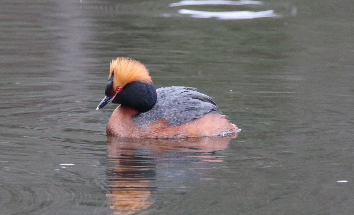 Mustakurkku-uikku. Tampere Tarastenjärvi.JPG